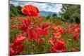 Photographic Print