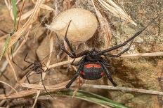 Pair of European black widow spiders, Italy-Paul Harcourt Davies-Photographic Print