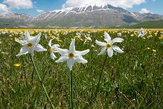 Wild tulips flowering at altitude above Piano Grande plateau-Paul Harcourt Davies-Framed Photographic Print