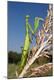 Premium Photographic Print