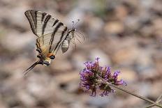 Scarce swallowtail butterfly landing on a flower, Italy-Paul Harcourt Davies-Photographic Print