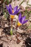 Spring crocus flowering on the Campo Imperatore, Italy-Paul Harcourt Davies-Photographic Print