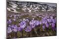 Photographic Print