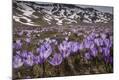Photographic Print