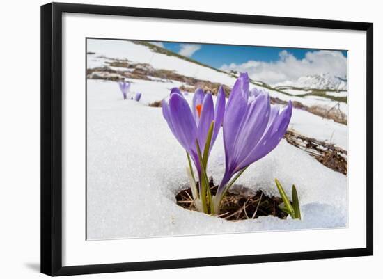 Photographic Print, , large