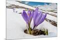 Premium Photographic Print