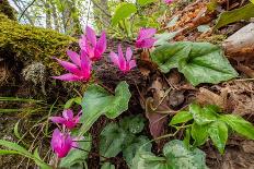 Arnica in flower on mountainside, Umbria, Italy-Paul Harcourt Davies-Photographic Print