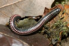 Striped Illipede In Leaf Litter-Paul Harcourt Davies-Photographic Print