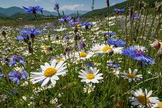 Arnica in flower on mountainside, Umbria, Italy-Paul Harcourt Davies-Photographic Print