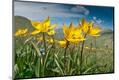 Premium Photographic Print