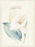 Calla Lily III-Paul Hargittai-Framed Art Print