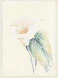 Calla Lily III-Paul Hargittai-Framed Art Print