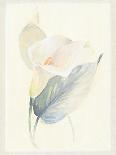 Calla Lily III-Paul Hargittai-Framed Art Print