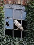 Barn Owl Sitting in Old Farm Window, Tyto Alba, Norfolk-Paul Hobson-Photographic Print
