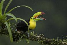 Keel-billed toucan perched on branch, Alajuela, Costa Rica-Paul Hobson-Photographic Print