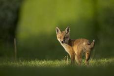 Red fox cub looking over shoulder at camera. Sheffield, UK-Paul Hobson-Photographic Print