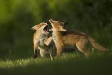 Red fox, two cubs play fighting. Sheffield, England, UK-Paul Hobson-Photographic Print