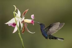 Violet sabrewing hummingbird feeding on orchid, Costa Rica-Paul Hobson-Photographic Print
