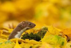 Weasel head looking out of yellow autumn acer leaves, UK-Paul Hobson-Photographic Print