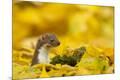 Premium Photographic Print
