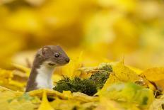 Weasel (Mustela Nivalis) Head and Neck Looking Out of Yellow Autumn Acer Leaves-Paul Hobson-Photographic Print