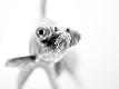 Premium Photographic Print