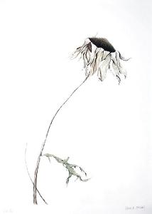 Dry Daisy by Paul Jansen