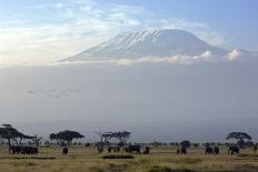 Elephants in Front of Mount Kilimanjaro, Kenya-Paul Joynson-Premier Image Canvas