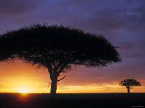 Acacia Tree at Sunrise, Serengeti National Park, Tanzania-Paul Joynson-hicks-Giant Art Print