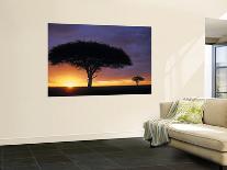 Acacia Tree at Sunrise, Serengeti National Park, Tanzania-Paul Joynson-hicks-Framed Premier Image Canvas