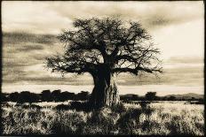 Giraffe in Serengeti, Tanzania-Paul Joynson Hicks-Photographic Print