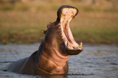 Hippopotamus Yawning in Waterhole, Ruaha, Tanzania-Paul Joynson Hicks-Photographic Print