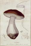 Cep, Penny Bun, Porcino or Porcini Mushroom, Boletus Edulis. ,1849 (Engraving)-Paul Louis Oudart-Giclee Print