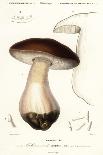 Bolet Mushroom, Boletus Circinans.,1849 (Engraving)-Paul Louis Oudart-Framed Giclee Print