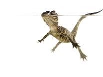 American Alligator (Alligator Mississipiensis) Baby Swimming, Split-Level, Florida, USA-Paul Marcellini-Photographic Print