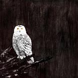 Owl-Paul Ngo-Giclee Print