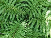 New Zealand Tree Fern, Dicksonia Squarrosa-Paul Owens-Framed Photographic Print