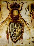 Anatomy of the Honey Bee, No.13, Pfurtscheller's Zoological Wall Chart-Paul Pfurtscheller-Framed Giclee Print