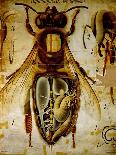 Anatomy of the Honey Bee, No.13, Pfurtscheller's Zoological Wall Chart-Paul Pfurtscheller-Framed Premier Image Canvas