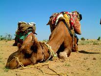 Camel Sleeping during a Desert Safari Pause-paul prescott-Photographic Print