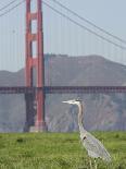 San Francisco Golden Gate Bridge-Paul Sakuma-Photographic Print