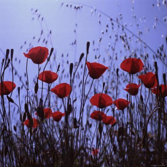 Photographic Print, , large