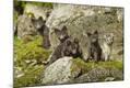 Photographic Print