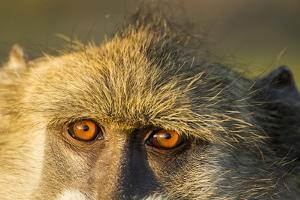 Botswana, Chobe NP, Chacma Baboon Sitting in Morning Along Chobe River by Paul Souders