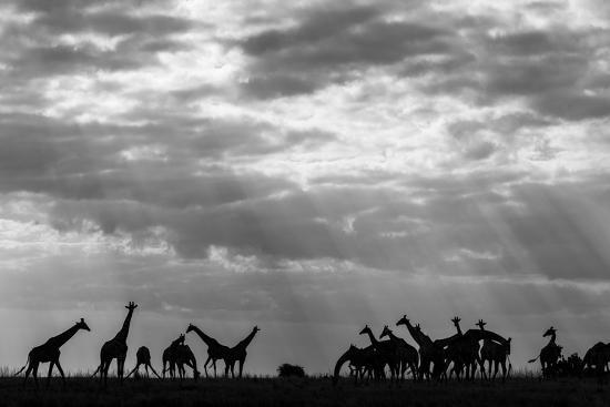Photographic Print, , large