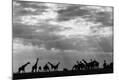 Photographic Print