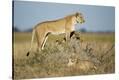 Stretched Canvas Print
