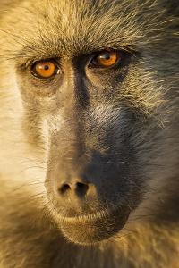 Botswana, Chobe NP, Portrait of Chacma Baboon Sitting in Morning Sun by Paul Souders