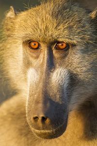 Botswana, Chobe NP, Portrait of Chacma Baboon Sitting in Morning Sun by Paul Souders
