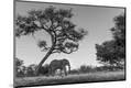 Photographic Print